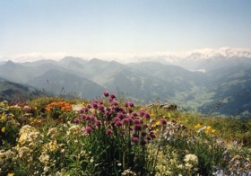Alpenwiese