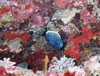 Baby-Diadem-Kaiserfisch