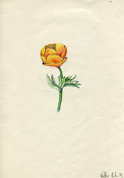 1974Blume1.jpg - Blume,1974,Buntstift auf Papier.