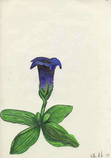 1974Blume2.jpg - Blume,1974,Buntstift auf Papier.