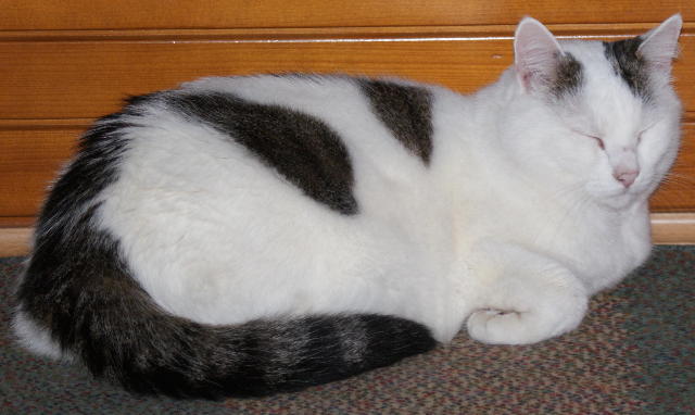 dsc00037c.jpg