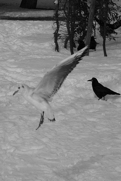 BW Sch�nbrunn 12.02.06_1495.jpg
