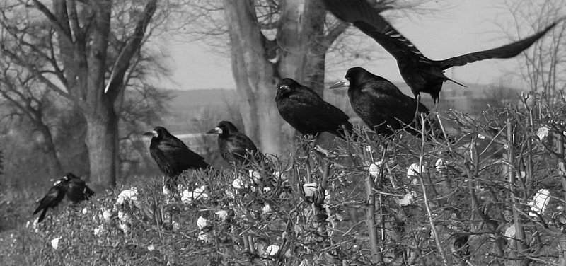 BW Sch�nbrunn 12.02.06_1517.jpg