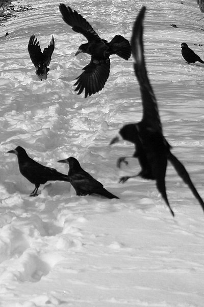 BW Sch�nbrunn 12.02.06_1526.jpg