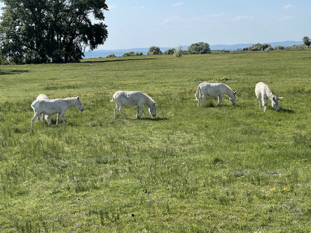 20210607_027 Burgenland, nahe Illmitz, Nationalpark Neusiedler See, weisse Esel.JPG