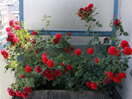 20210612_051 Liniengasse, Rosen.JPG