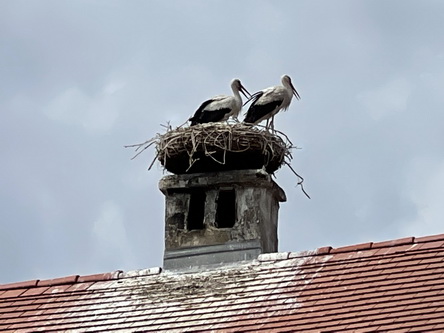 20210621_084 Rust, Stoerche.JPG