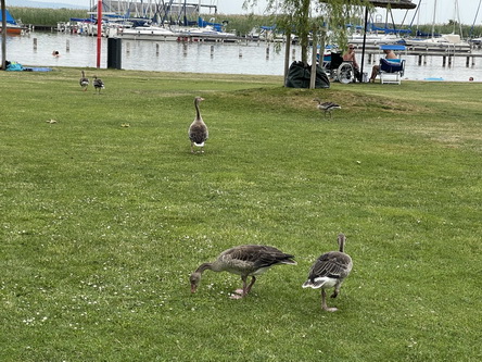 20210621_087 Rust, Seebad, Graugaense.JPG