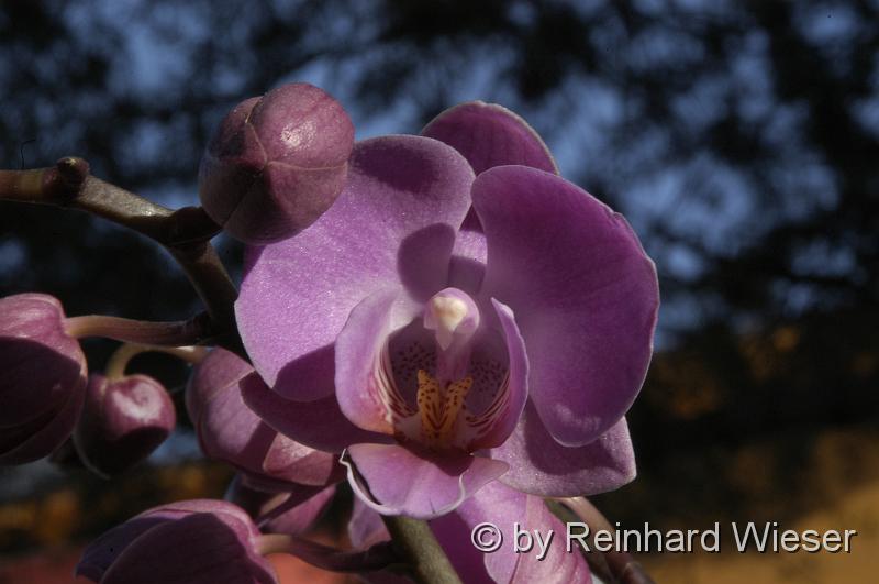 Orchidee_03.JPG - Orchidee
