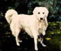 weisser Hund