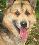 if u like sympathetic 'wolves'...