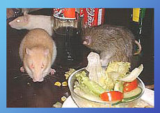 Marlene, Killa & Iphigenie