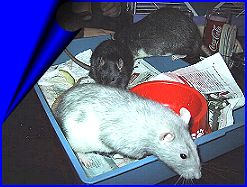 Anubis, Teddy & Herr Breitfuß