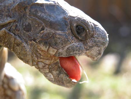 Portrait Männchen Breitrandschildkroete