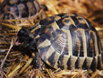 Griechische Landschildkroete