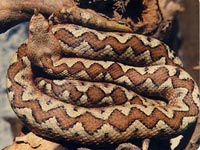 Sandviper