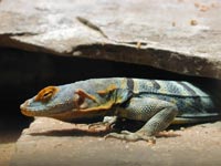 Halsbandleguan