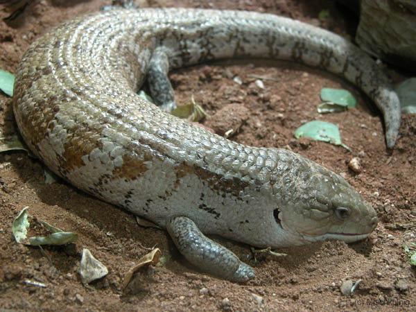 Blauzungenskink