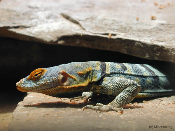 Halsbandleguan