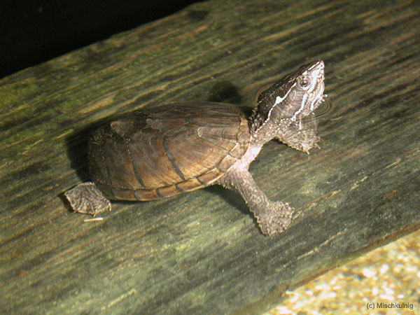 Moschusschildkroete