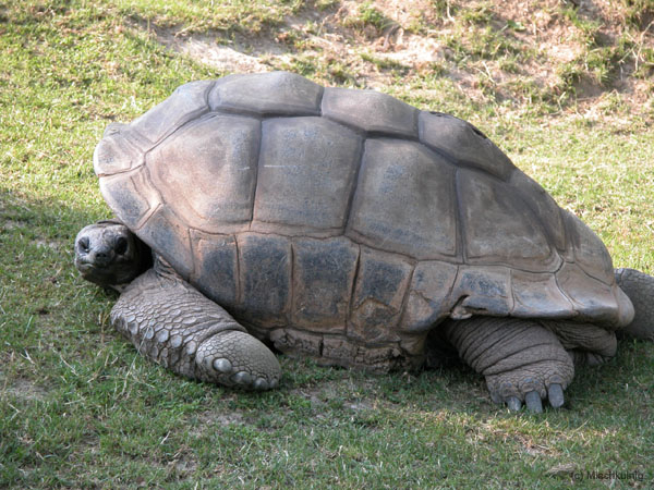 Riesenschildkroete