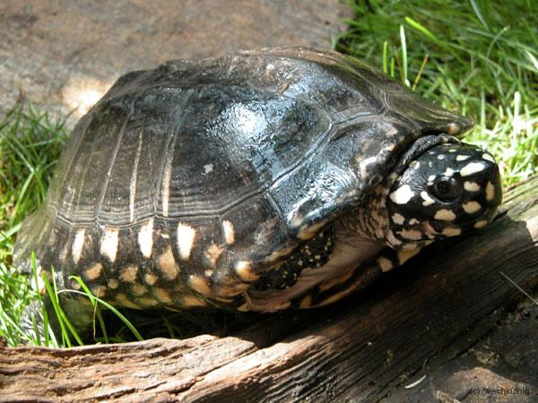 StrahlenDreikielschildkroete