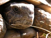 marginated tortoise