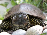 european pond turtle