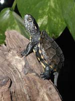 european pond turtle