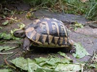 hermann´s tortoise