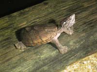 common musk turtle