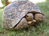 leopard tortoise