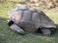 giant tortoise