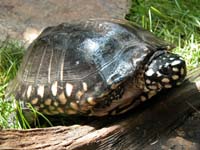 black pond turtle