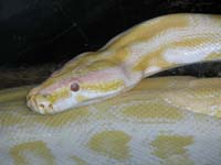 TigerpythonAlbino