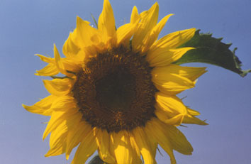 Sonnenblume
