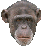 affeKopf