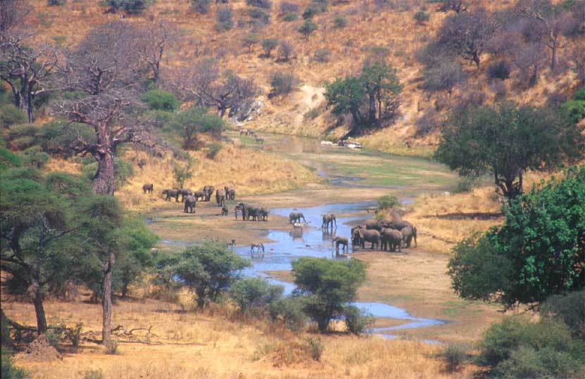 Elefanten am Tarangire River