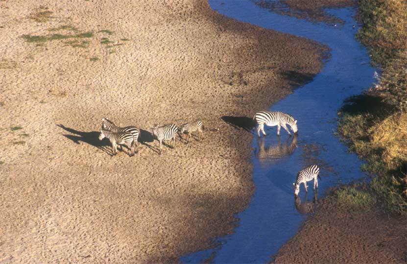 Zebras am Tarangire River