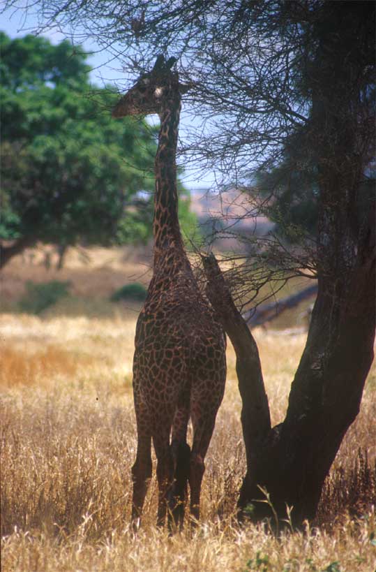 Giraffe im Tarangire N. P.