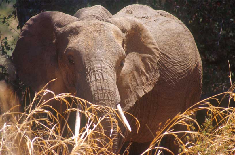 Elefant im Tarangire N. P.
