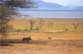 Warzenschwein am Lake Manyara
