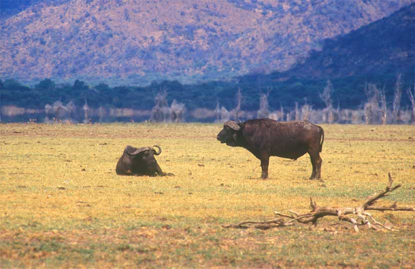 Büffel am Lake Manyara