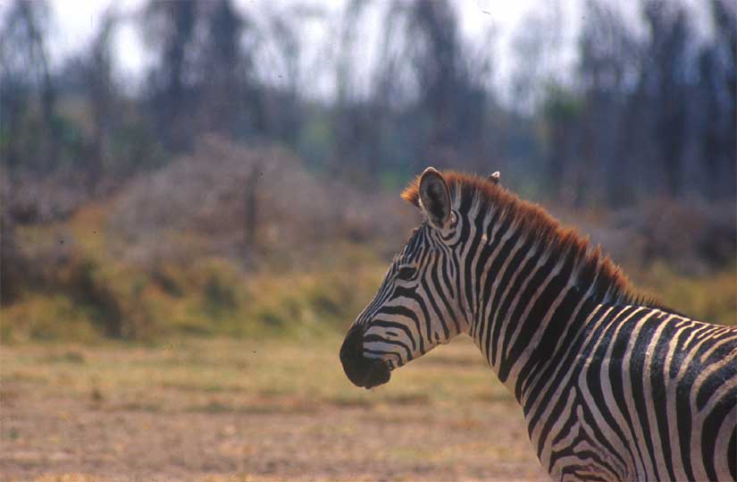 Zebra am Lake Manyara