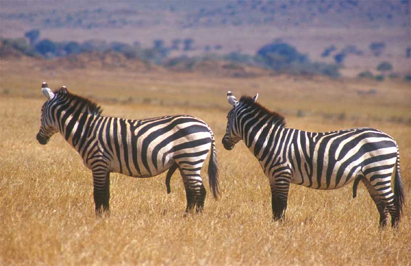Zebras im Ngorongoro