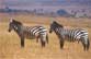 Ngorongoro Zebras