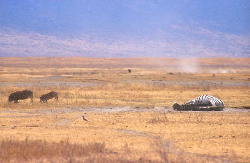 Totes Zebra im Ngorongoro