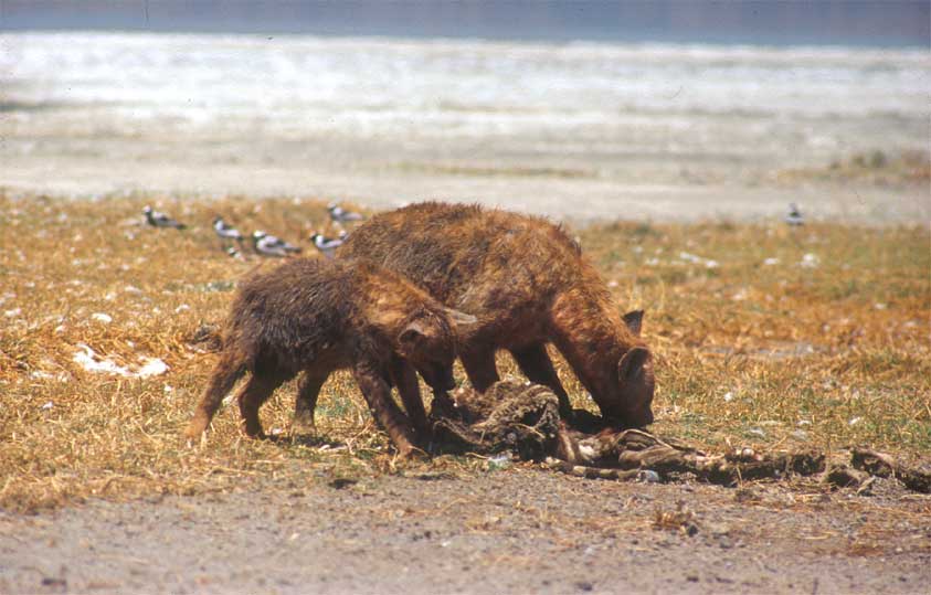 Hyänen beim Fraß