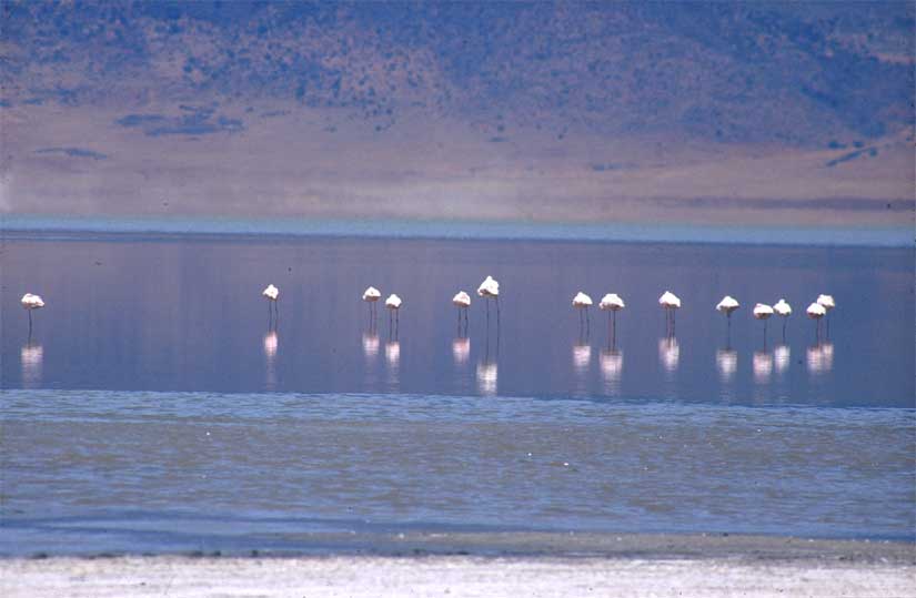 Flamingos am Natronsee