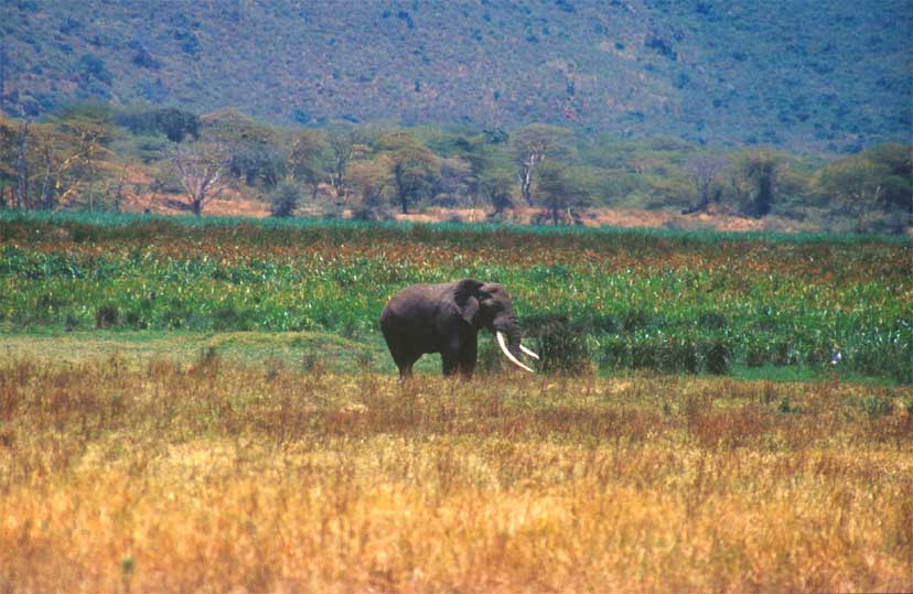 Elefant im Ngorongoro